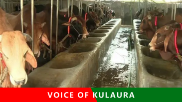 শীতকালে গবাদি পশুর যত্নে করণীয়।