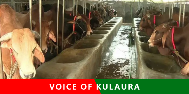 শীতকালে গবাদি পশুর যত্নে করণীয়।